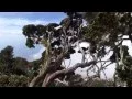 Download Lagu Lagu Dayak Kalimantan Barat : Pupu' Tagua