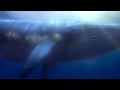 Download Lagu Finding Nemo 3D | officiële trailer | Disney Pixar Dutch Full HD 1080p