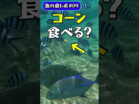 【水中映像】コーンに近づくカスミアジ