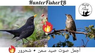 أجمل صوت صيد سمن شحرور نقي جدا دمج ٤ نغمات سك Best Song Thrush Blackbird Hunting Sound Birds  أجمل صوت صيد سمن شحرور نقي جدا دمج ٤ نغمات سك Best Song Thrush Blackbird Hunting Sound Birds