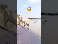 Download Lagu White Cow🐄 🐊 Alligator | Crocodile #shorts #animals #crocodile
