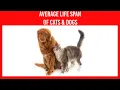 The Average Life Span Of Dogs and Cats
