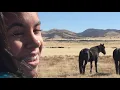 West Desert Wild Horses