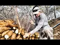 What nobody tells you about harvesting sweet potatoes from the hills Michoacan
