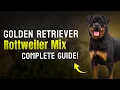 Golden Retriever Rottweiler Mix - Complete Guide