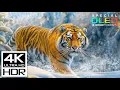 The Coolest 4K Video | Dolby Vision HDR 4K 60fps with Relaxing Music for stress relief