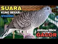Perkutut Lokal Gacor Suara Kung Besar Pancingan Burung Perkutut Agar Bunyi.