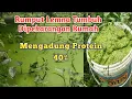 Download Lagu RUMPUT LEMNA /HELAIAN TUMBUH DIPEKARANGAN RUMAH