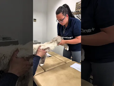 PhysicalOnePets 🐾💙 #cat #physiotherapy #physical #pets #bochum