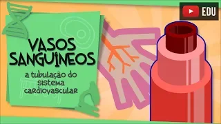 Vasos sanguíneos - a rede de tubos do Sistema Cardiovascular