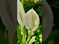 Download Lagu Bunga Tanaman Talas, Colocasia,