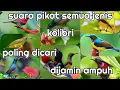 Download Lagu pikat semua jenis kolibri paling ampuh dijamin nempel