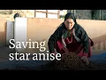 Download Lagu Endangered star anise struggles to shine