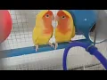 Download Lagu lutino love birds sound#lutino#sound#birds