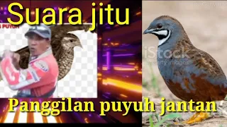 Download Suara pikatan burung puyuh batu jantan memanggil betina MP3