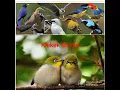 Download Lagu Suara pikat paling ampuh semua burung ll Langsung nempel ll tidak pake Lama Buktikan