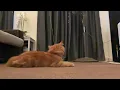 Download Lagu Manja dah 7bulan in slow mo hahahhaha