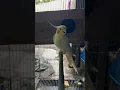 Download Lagu Falk Lutino Gacor. #cockatiels #parkitaustralia #falk #falkaustralia #parkit . #shorts