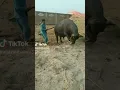 Download Lagu عیدالاضحی(Eid-al-Izhaa) Buffalo Qurbani Funny video 2022