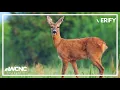 Can you keep deer as pets in North Carolina