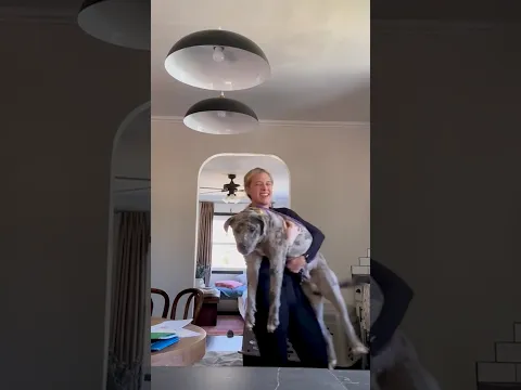 Pittie Who Hid From The World Steps Inside A Home For The First Time | The Dodo