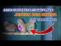 Download Lagu Cara membedakan perkutut jantan dan betina diombyokkan