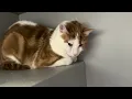 Bello 257554 is a very shy but sweet gorgeous kitty
