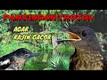 Pancingan kacer trotol agar gacor - terapi air mengalir