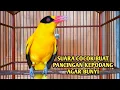 Download Lagu Burung kepodang emas gacor | Suara kepodang gacor ini bisa di jadikan pancingan kepodang malas bunyi