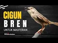 Download Lagu Ciblek Gunung Bren Untuk Masteran