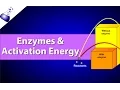 Enzymes and Activation Energy