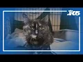 Over 80 cats found in abandoned boat stolen car strain Tacoma Humane Society