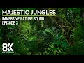 Download Lagu 8 HRS Immersive Jungle Sounds (8K UHD) - Calming Sounds of Tropical Birds - Episode 3