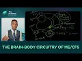 Understanding the Clinical Features of Fatigue Brain Fog and Multisystem Dysregulation