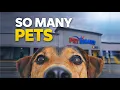 You Won t Believe How Many Pets Are Inside PetSmart Skokie IL