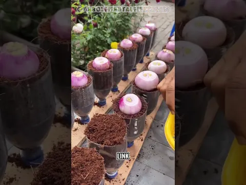 😳 ¡NO NECESITÁS TIERRA! El método para cultivar tus propias verduras desde cero 🌱