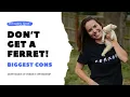 Don t Get a Ferret 16 Downsides to Ferret Ownership