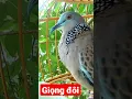 Download Lagu Tiếng cu gáy giọng đôi kích mồi tập bổi