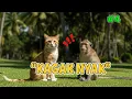 Download Lagu KOMPILASI KOCAK OYEN DAN ONYET SERI 4 #kucing #kucinglucu  #cat #funnycat #humor  #ai MP3
