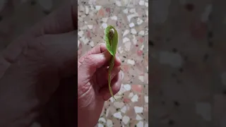 تسجيل عن رمزية الحلزون عوضا عن تشويش البث المباشر وضوح الصورة رمز الشيفرة الكونية 