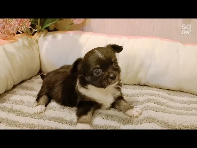 動画