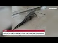 Houston headlines Gator takes stroll through Cinco Ranch neighborhood