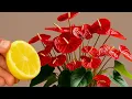 Lagu You only need one lemon! And anthuriums bloom all year round!
