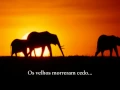 Download Lagu Bonga - Lágrima no canto do olho (legendado)