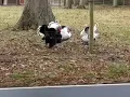 Hilarious Turkey
