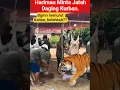 Download Lagu Memberi Makan Harimau #animals