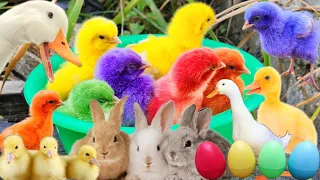 Download Catch Cute Chickens, Colorful Chickens, Rabbits, Cat, Goose, Duck, Betta Fish, Cats, Animal Cute #40 MP3