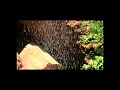 Psalm 32 - You Are My Hiding Place