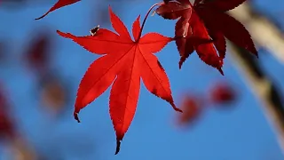 Jamshied Sharifi A Prayer For The Soul Of Layla 