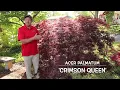 Comparing Weeping Red Laceleafs Crimson Queen Tamukeyama Inaba shidare - JAPANESE MAPLE